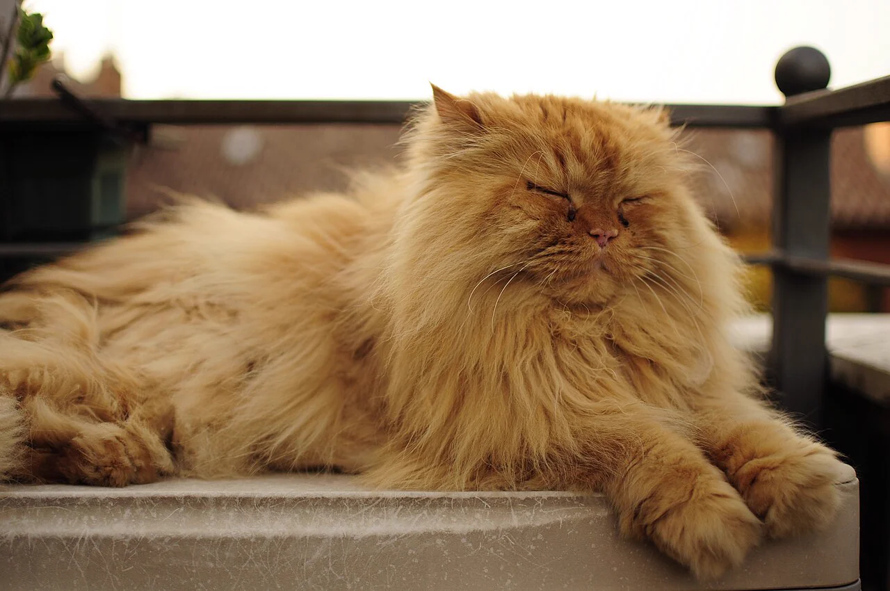 Kedi Güvenlik Filesi